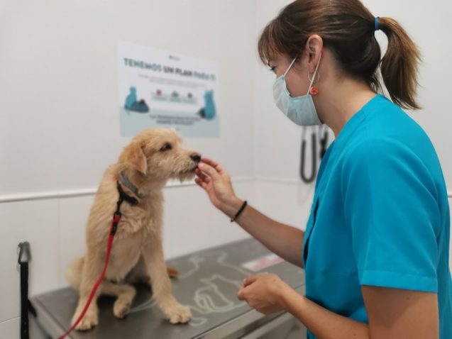 Planes de Salud para perro - Clínica Veterinaria Sedaví